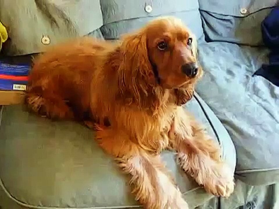 Funny Looking Golden Cocker Spaniel dog training with treats!