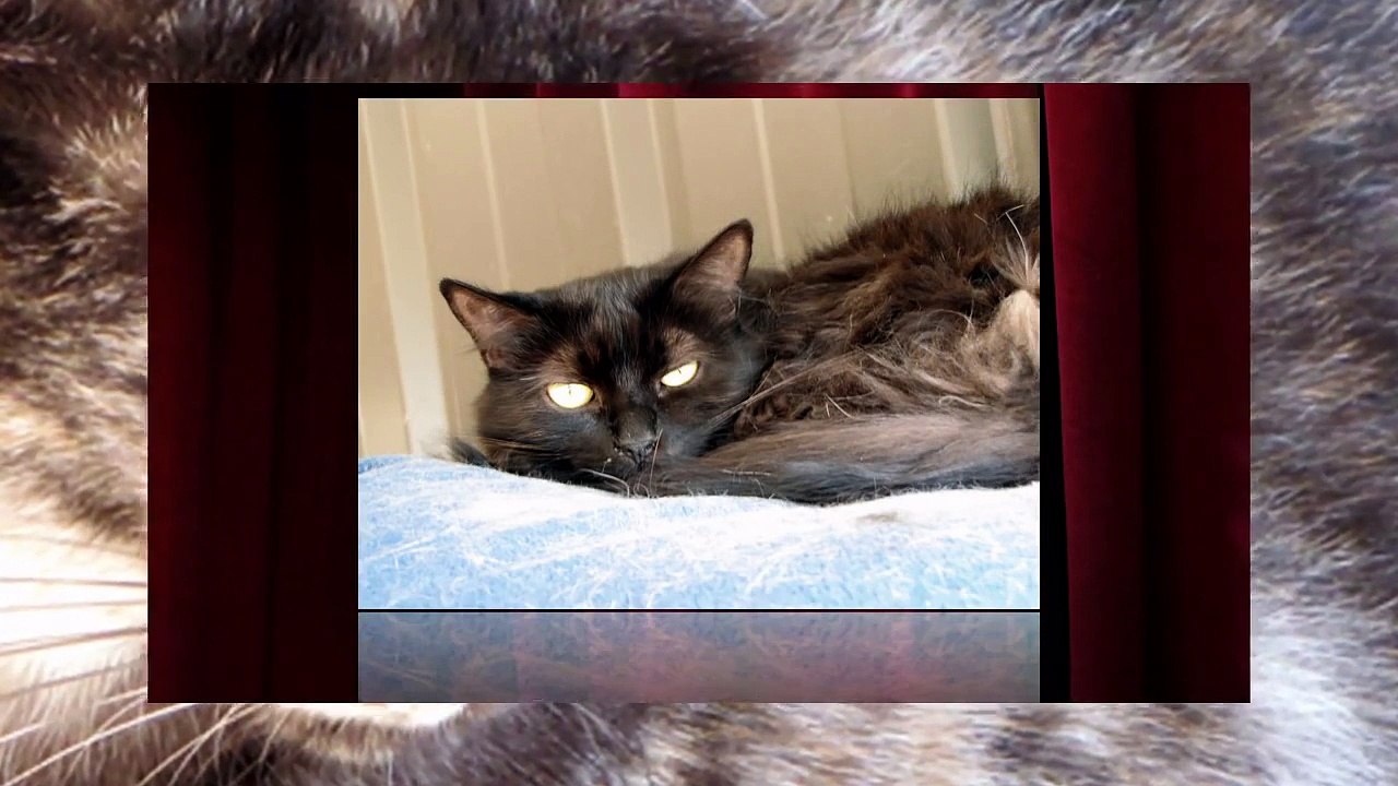 CHATS OCTOBRE 2010 DES AMIS DES BETES