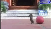 Chú chuột vái lạy Phật lia lịa