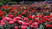 jardim de rosas - roses garden HD ( PERFEITO! )