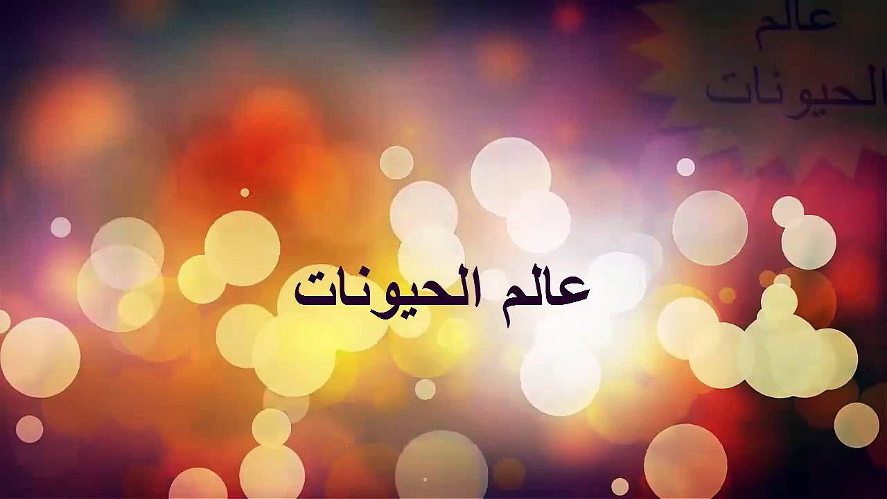 See how ferocious polar bear attacks man شاهد شراسة الدب القطبي كيف يهاجم الانسان