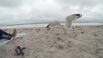Birds in Slow Motion, Seagulls like CLASSICAL Music!