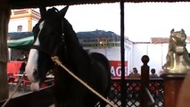 Golegã 2010, os cavalos pretos do Luís Roldan Ortigão Costa