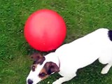 Football  Jack Russell dog- Pepper 22 mths old.