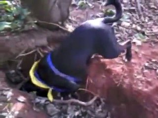 DOG FUN, FREDDY & OSCA FIND A RABBIT WARREN