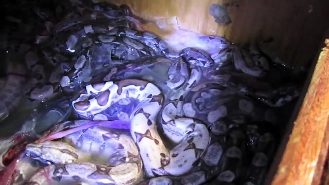 Litter #8 Hypo x Motley 2013 Hypo Motleys