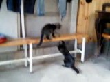 Gatos peleando