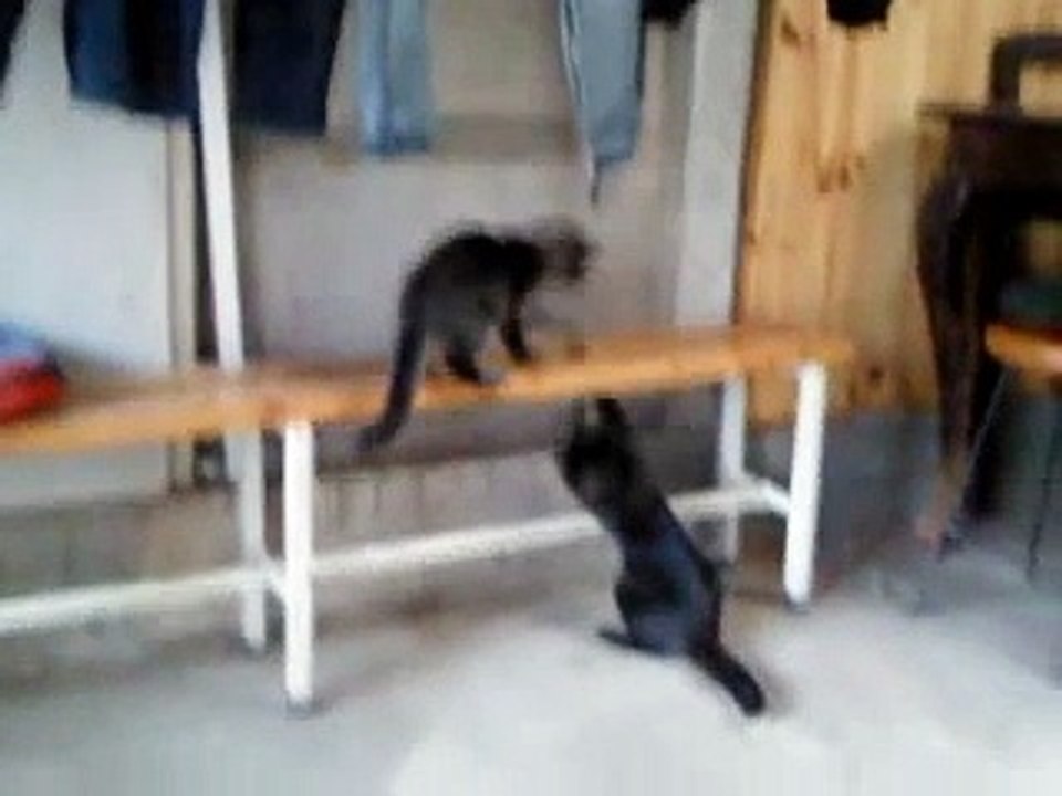 Gatos peleando