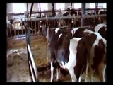 satılık inekler,süt inekleri,gebe düve,05071529260