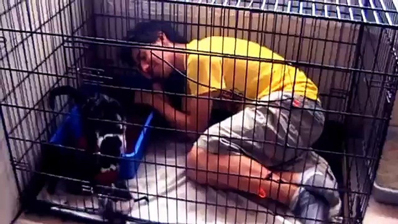 Garabonciás 2011. Rémségek Cirkusza - Menhely felújítás(Dog asylum renovation)