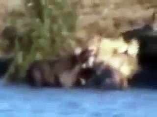 UNION IS STRENGTH - Crocodile VS Lion VS Buffalo