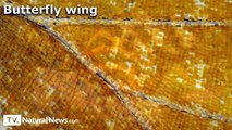 Fascinating insects revealed under the microscope - Health Ranger Natural News Forensic Food Lab