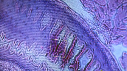 Information for academics - Barts Cancer Centre