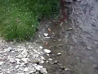 Chilalos bañándose en el río Zamora (Loja)