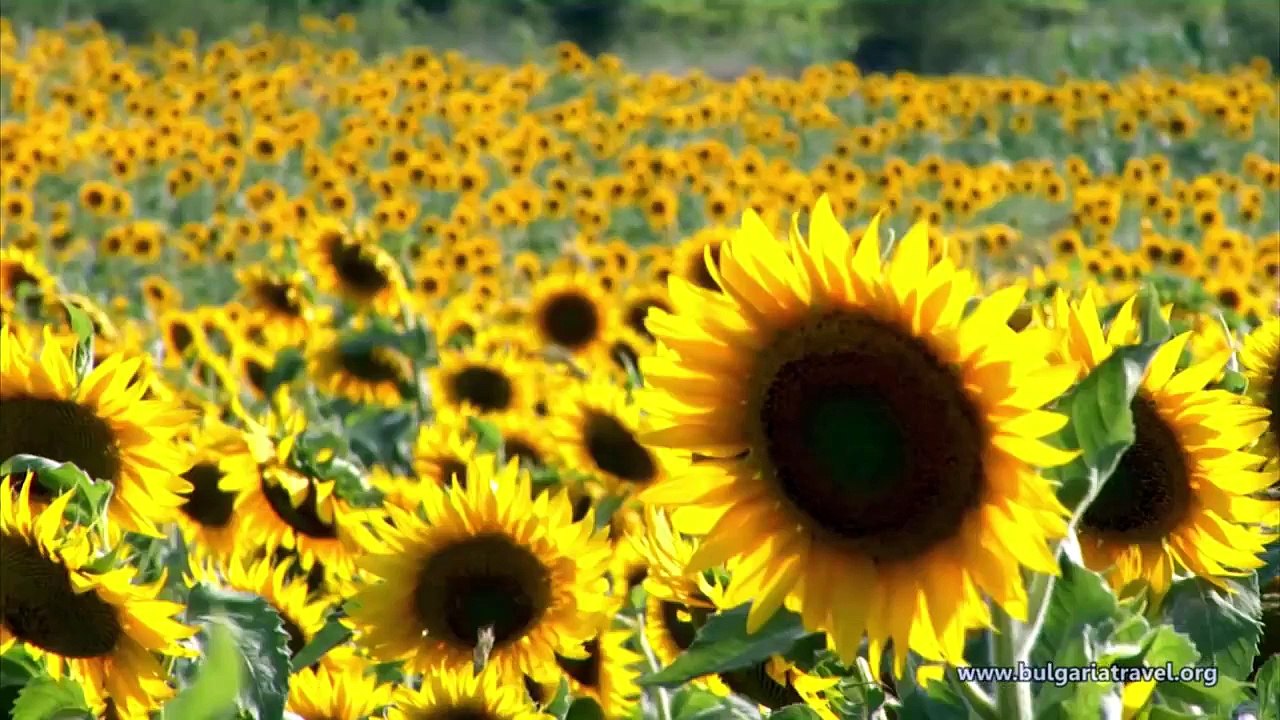 Първите български столици