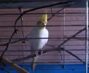 Nymphensittich "Beauty" schreit