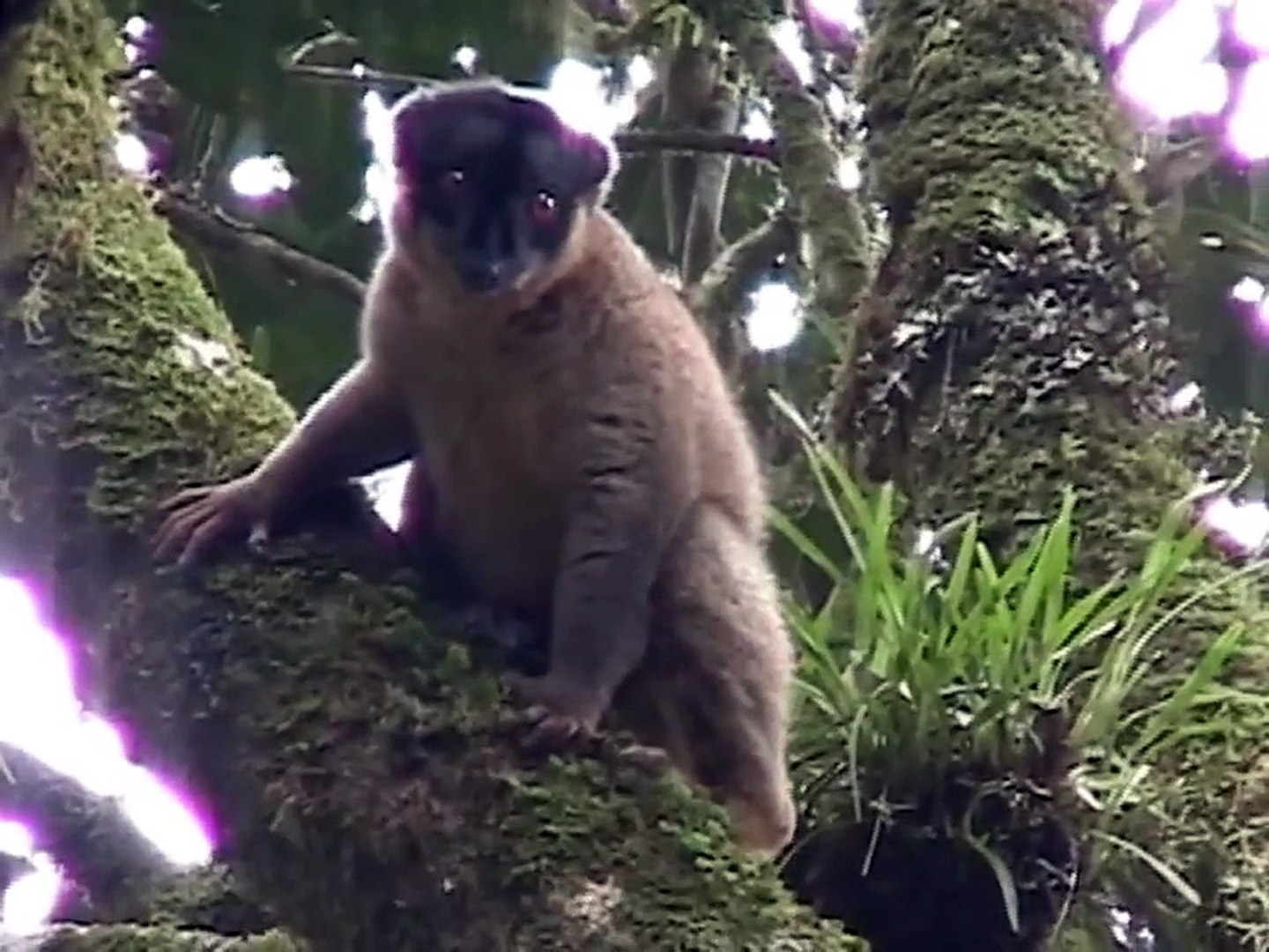 Brown lemur (Eulemur fulvus) in the rainforest of Tsinjoarivo, Madagascar