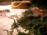 Baby Leopard Geckos Fighting Eating