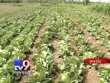 Rain brings cheers to Rajkot farmers - Tv9 Gujarati