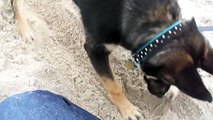 German Shepherd Puppy Roxy at the Beach!