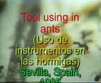 Tool using in ants (Uso de instrumentos en las hormigas)