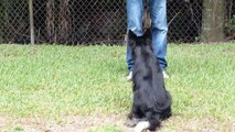 SuperMax- border collie, frisbee