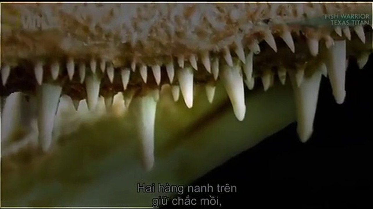 Alligator Gar - Nightmares of nature | Wildlife Documentary I Animal Planet I National Geographic