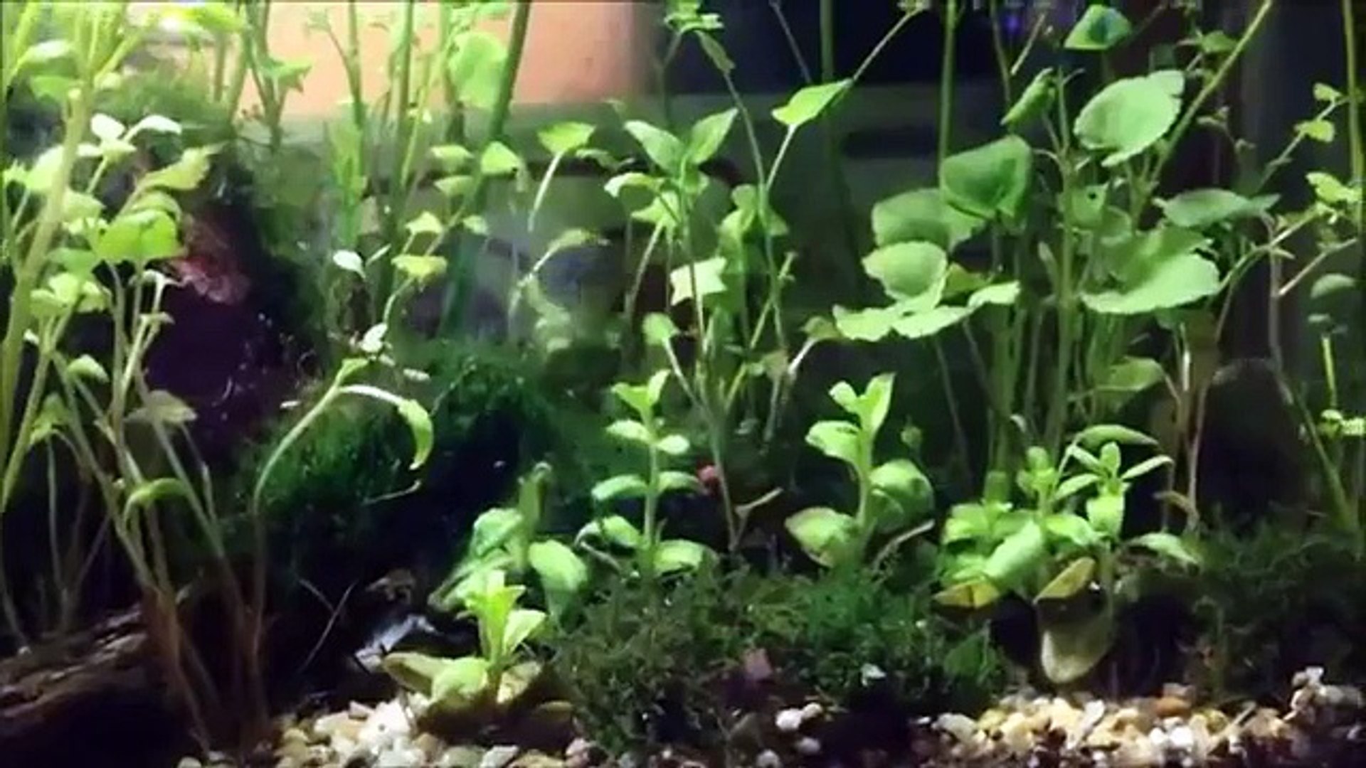 ザリガニ飼育の結末 水草をとりもどせ Video Dailymotion