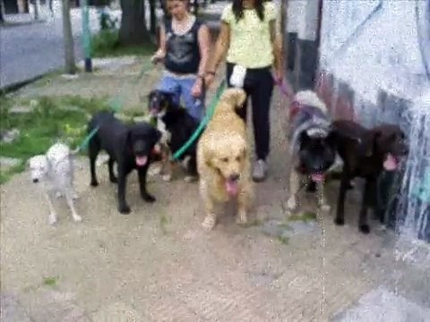 Paseo de Perros