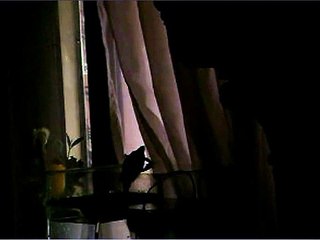 Mis Tortugas - El Gran Escape