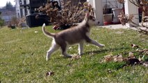 THE FIRST 5 MONTHS - Laika the Siberian Husky Puppy