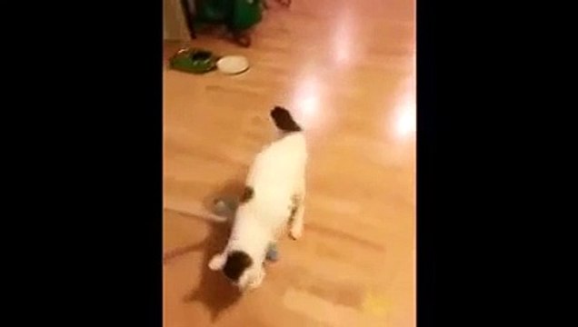 Funny cat playing with guy swiping... Looks like curling!