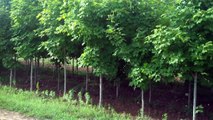 Landscaping With Fast Growing Trees , Buy Fast Growing Trees at Tn Tree Nursery Online