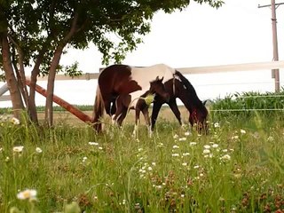 Hendrik's Shadow Dancer - Friesian/Chincoteague Pony Cross Gelding