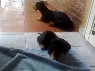 Filhotes de dachshund brincando com 35 dias
