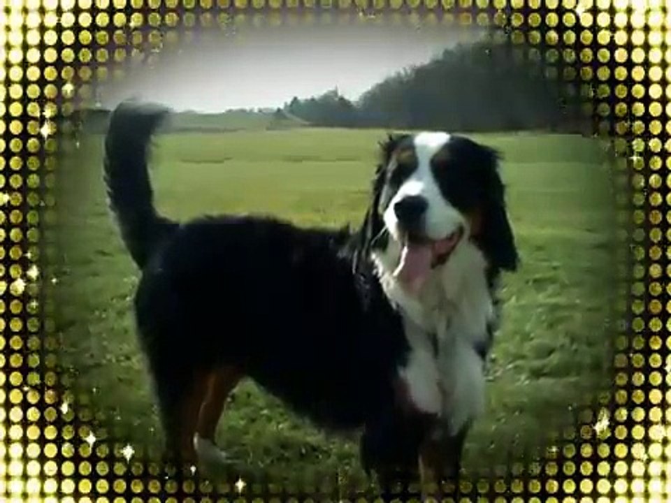 Bernese Mountain Dog as puppy - For the Love of Libby