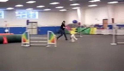 2008-03-09 All Dogs Gym CPE Agility Trial - Snooker