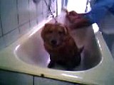 Liona chow chow mentre fa il bagno nella vasca!