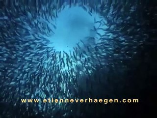 Deadly Dance under the Sea / Ballet Mortel en Haute Mer