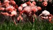 Welt-Vogelpark Walsrode - Brütende Kuba-Flamingos / Cuban Flamingo