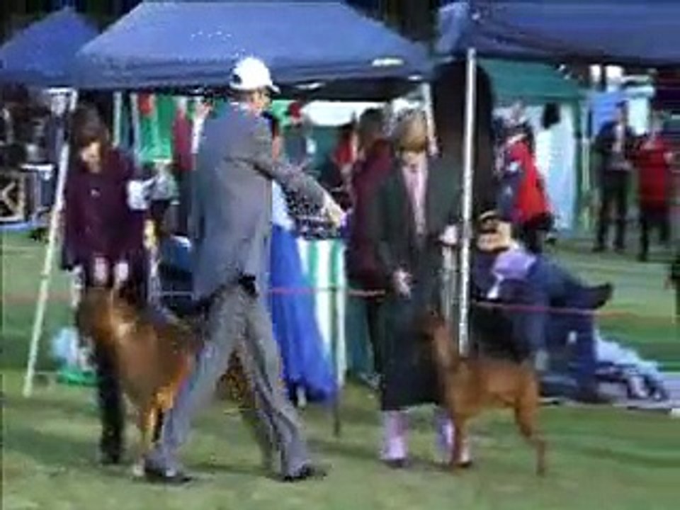 Italian Corso Dog Wins RUIG 24th June 2007