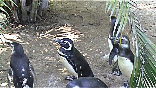 Pinguim de Magalhães