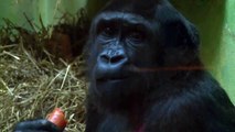 Nieuwe gorilla Kiki in ZOO Antwerpen / Nouvelle gorille Kiki ZOO d'Anvers