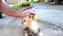funny cats compilation,chaton mignon,chat amuse,drole low