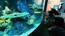 Resorts World S.E.A Aquarium - The World's Largest Aquarium