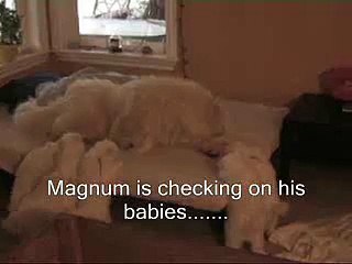 Sammy parents and their adorable babies (Roughdiamond Samoyeds E-litter is 5 weeks old)