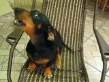 Cachorro  Basset Dachshund (Fred)