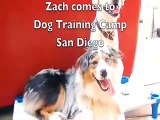 Dog Training Camp San Diego - Australian Shepherd