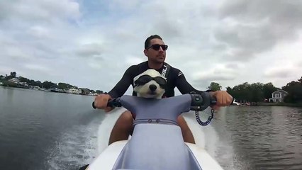 Dog Rides Jet Ski