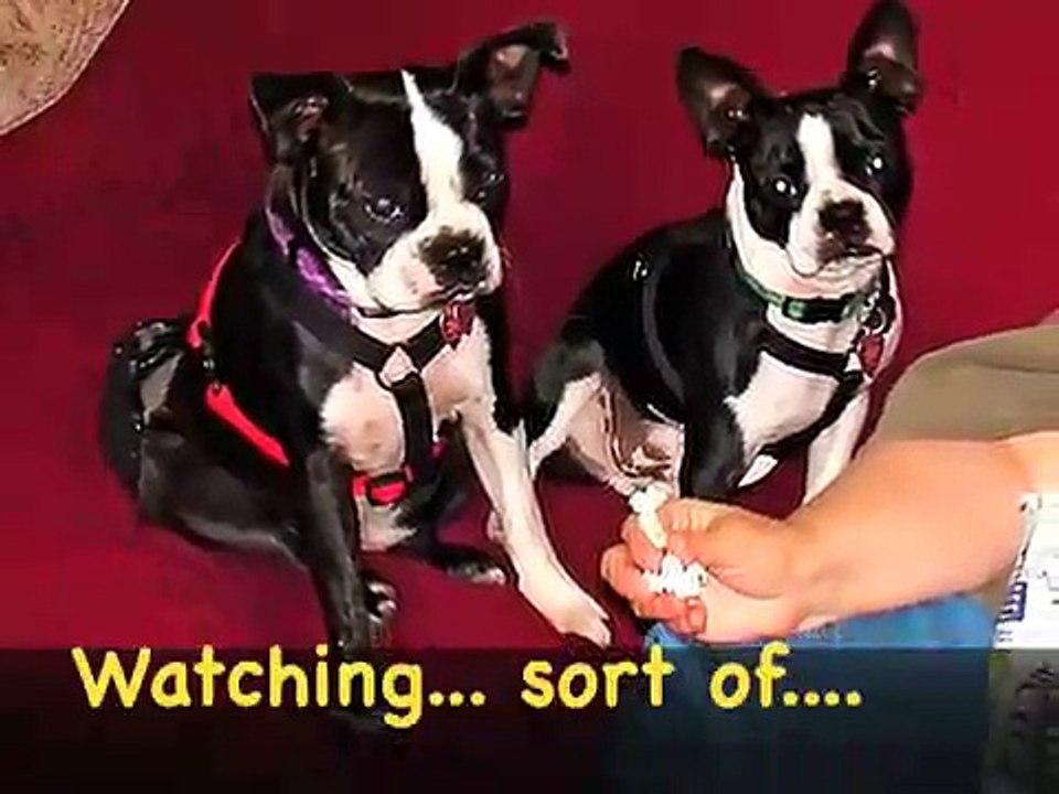 Boston Terriers: Funny Dog Video
